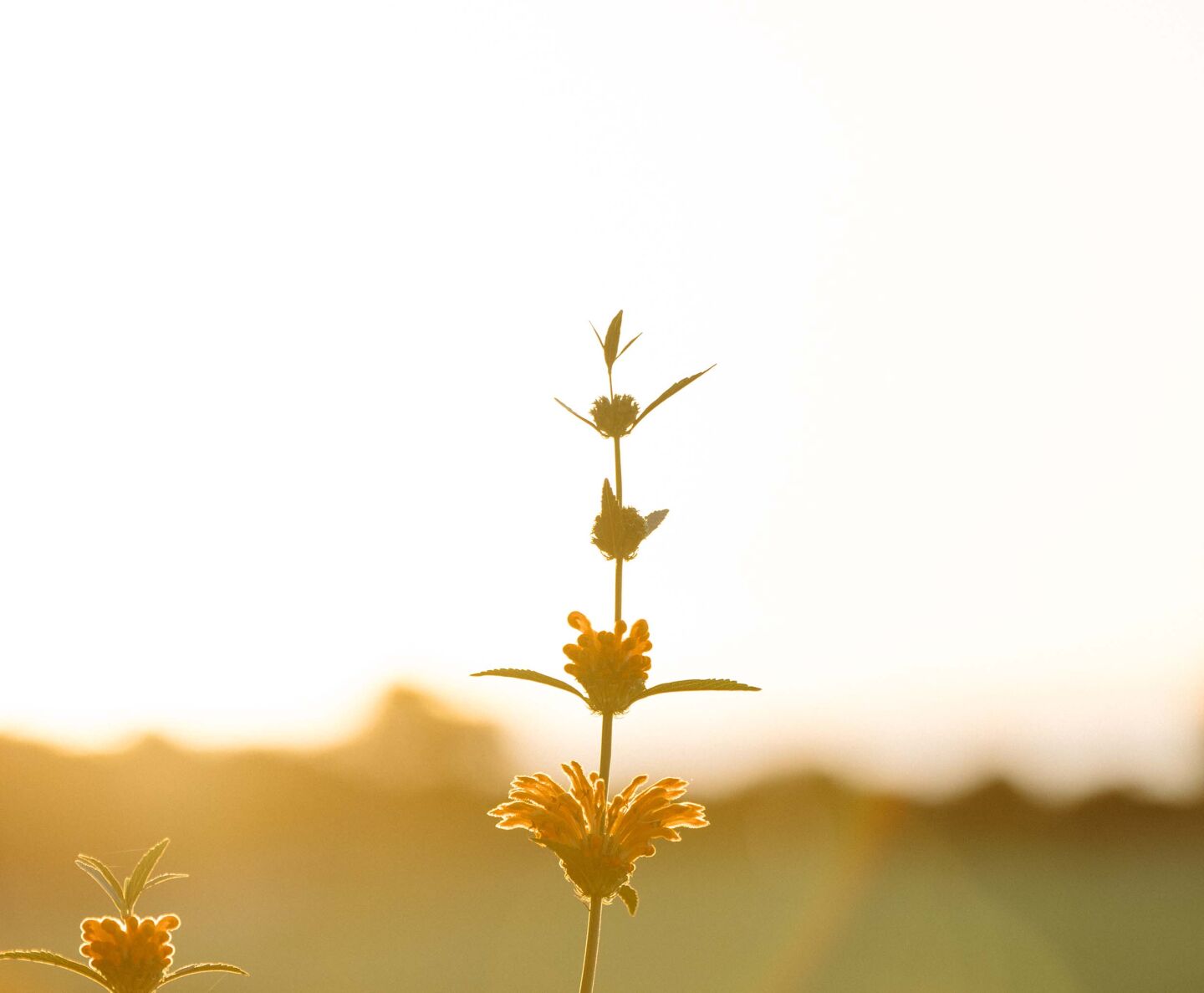 yellow flower