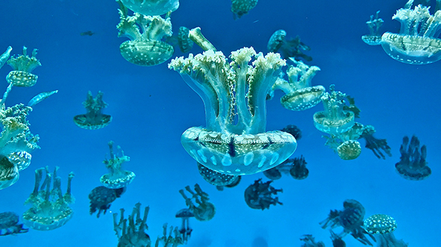 The Aquarium of the Pacific