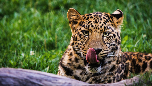 San Diego Zoo